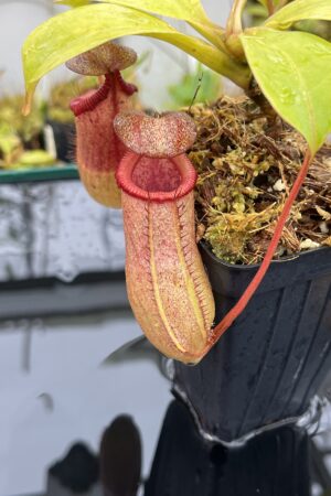 Close Up of Nepenthes robcantleyi x (sibuyanensis x ventricosa) | Borneo Exotics | BE-3748 | IN25757