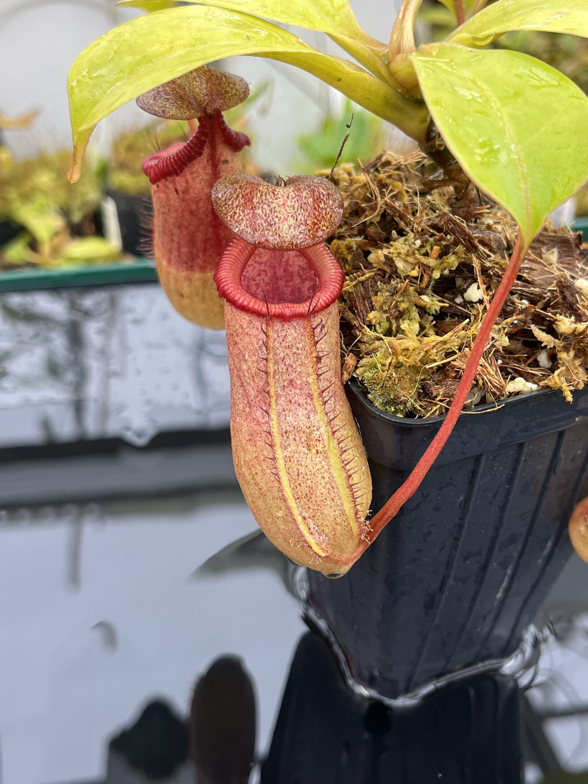 Close Up of Nepenthes robcantleyi x (sibuyanensis x ventricosa) | Borneo Exotics | BE-3748 | IN25757