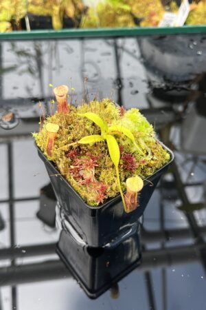Close Up of Nepenthes singalana Belirang x villosa | JH | Clone 6 | Jeremiah Harris | JH-353.06 | H25826