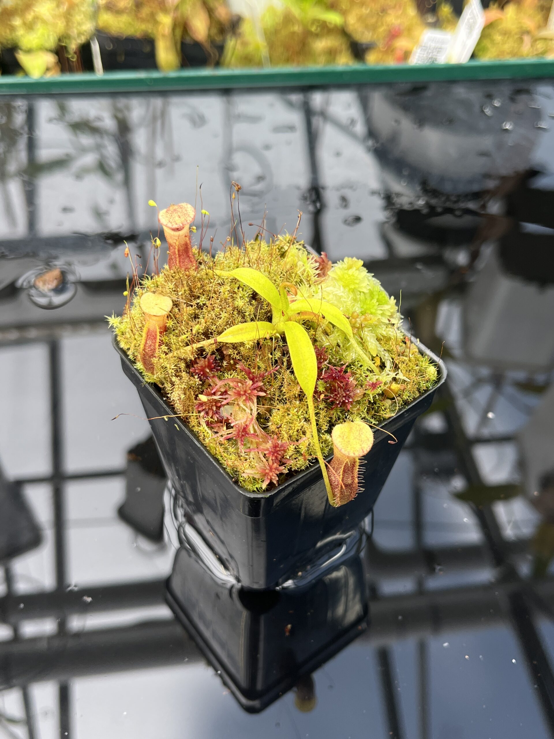 Close Up of Nepenthes singalana Belirang x villosa | JH | Clone 6 | Jeremiah Harris | JH-353.06 | H25826