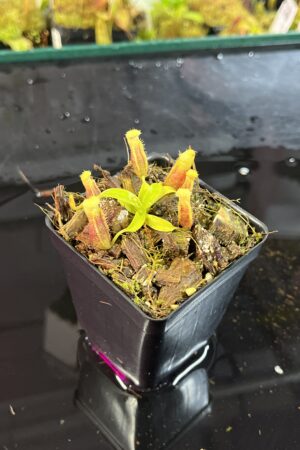 Close Up of Nepenthes singalana Belirang x villosa | JH | Jeremiah Harris | JH-353.04 | H25743