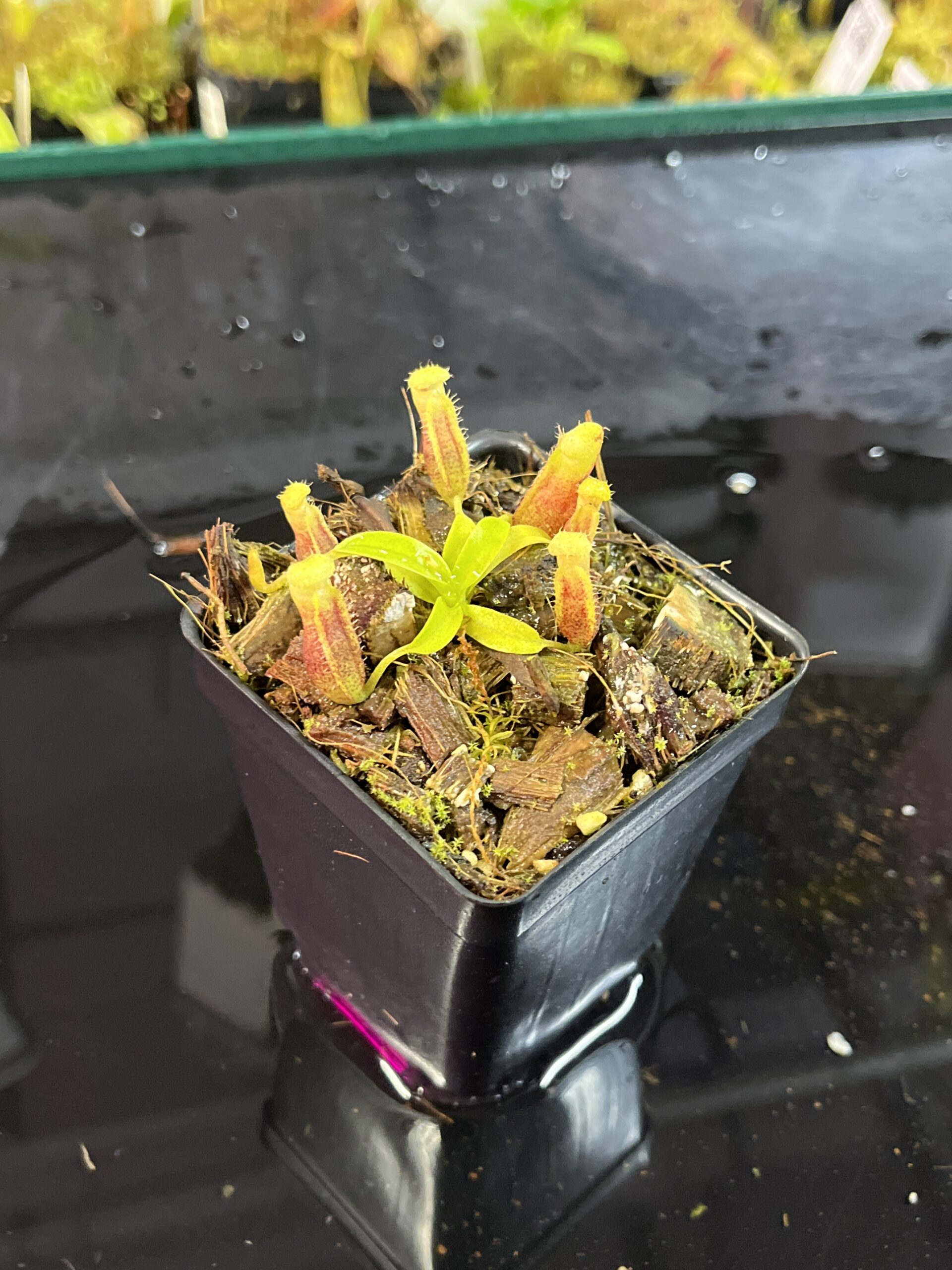 Close Up of Nepenthes singalana Belirang x villosa | JH | Jeremiah Harris | JH-353.04 | H25743