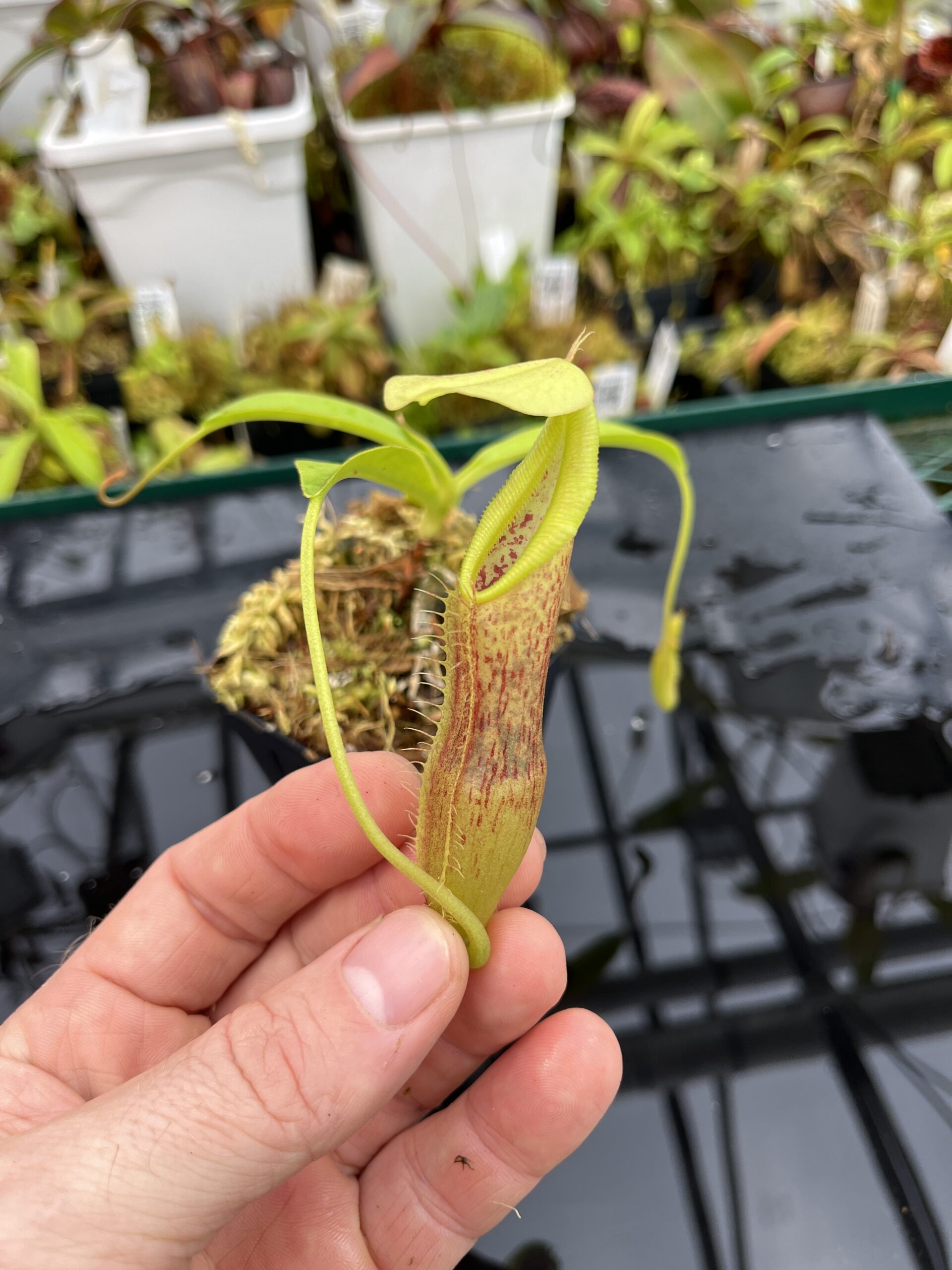 Close Up of Nepenthes singalana | Borneo Exotics | BE-3170 | H25683