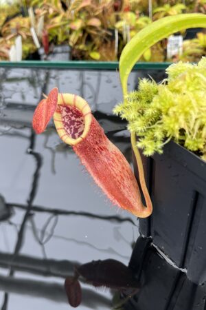 Close Up of Nepenthes spathulata x (burbidgeae x edwardsiana) | Borneo Exotics | BE-3978 | H25862