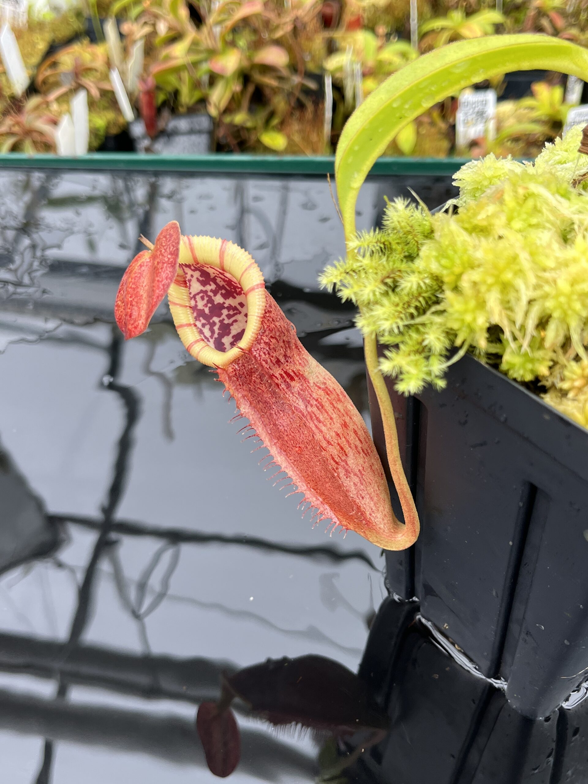 Close Up of Nepenthes spathulata x (burbidgeae x edwardsiana) | Borneo Exotics | BE-3978 | H25862