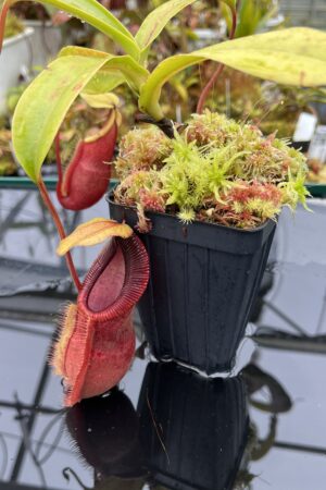 Close Up of Nepenthes spathulata x diabolica | Borneo Exotics | BE-3983 | H25864