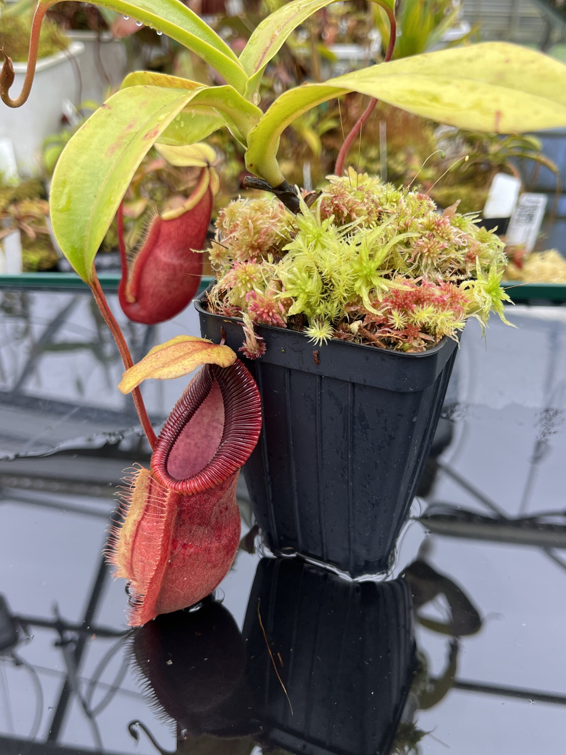 Close Up of Nepenthes spathulata x diabolica | Borneo Exotics | BE-3983 | H25864