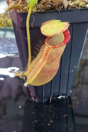 Close Up of Nepenthes spathulata x ephippiata | Borneo Exotics | BE-4642 | H25736