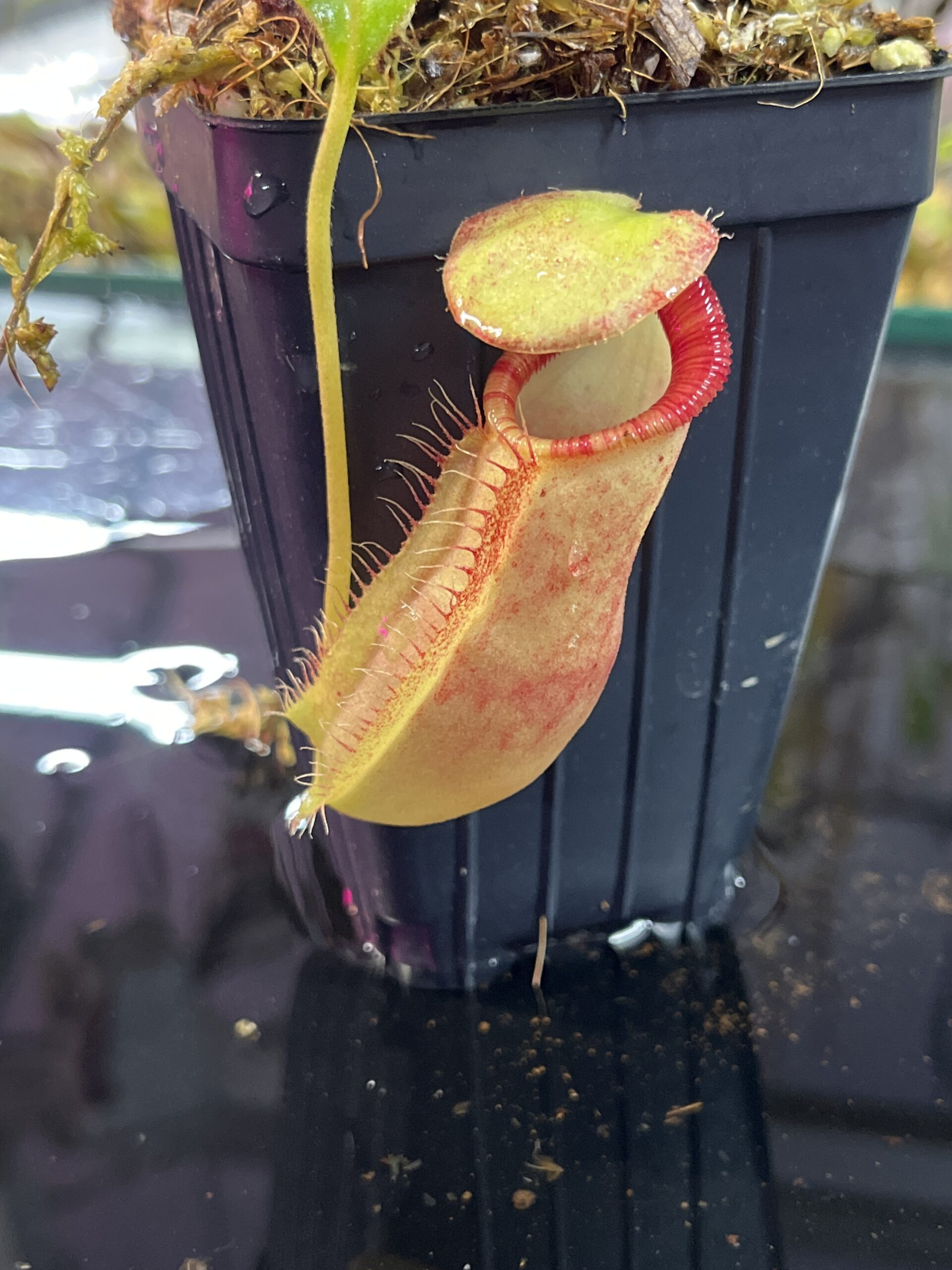 Close Up of Nepenthes spathulata x ephippiata | Borneo Exotics | BE-4642 | H25736