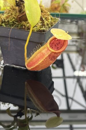 Close Up of Nepenthes spathulata x flava | Borneo Exotics | BE-4048 | H25750