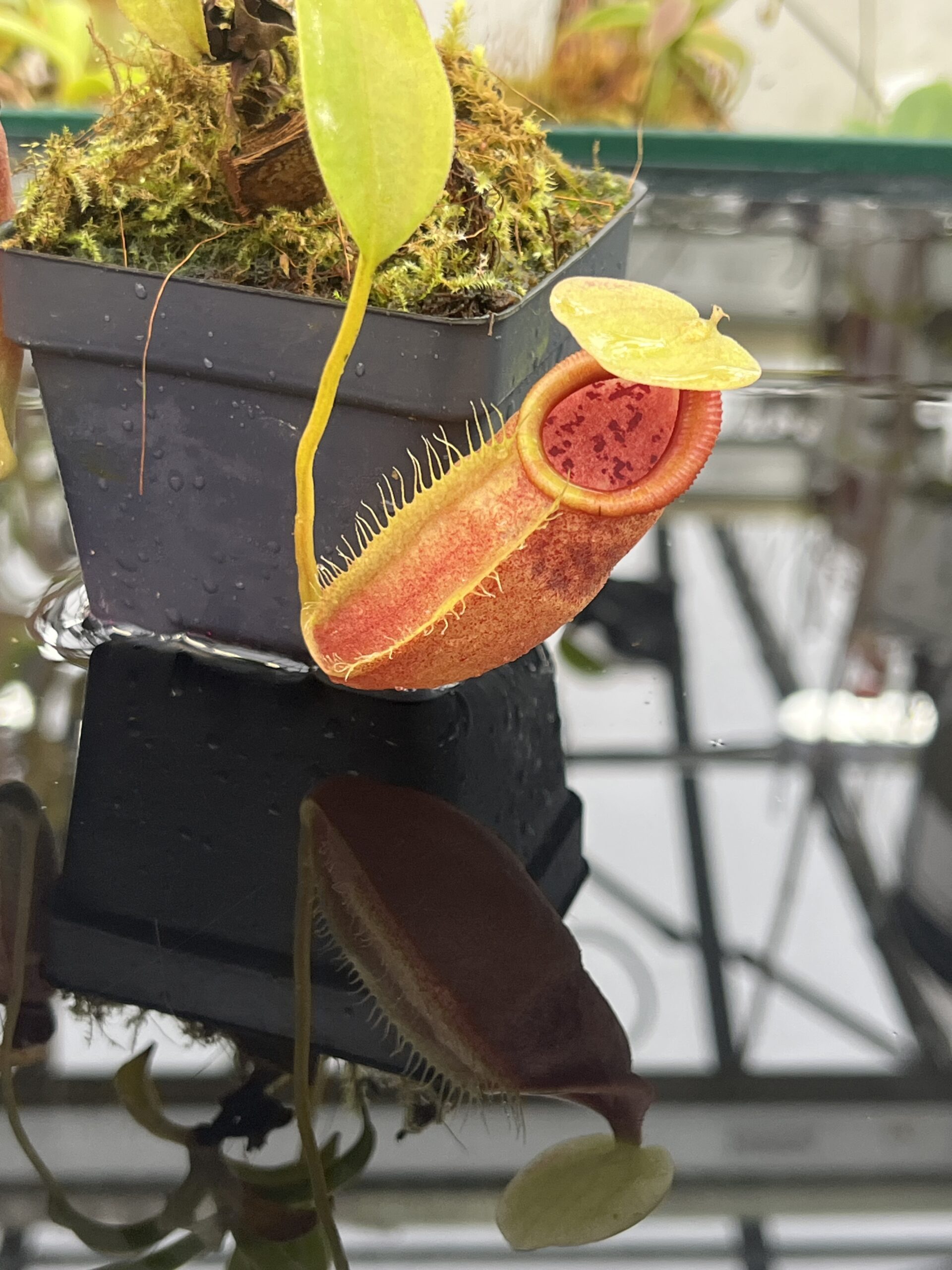 Close Up of Nepenthes spathulata x flava | Borneo Exotics | BE-4048 | H25750