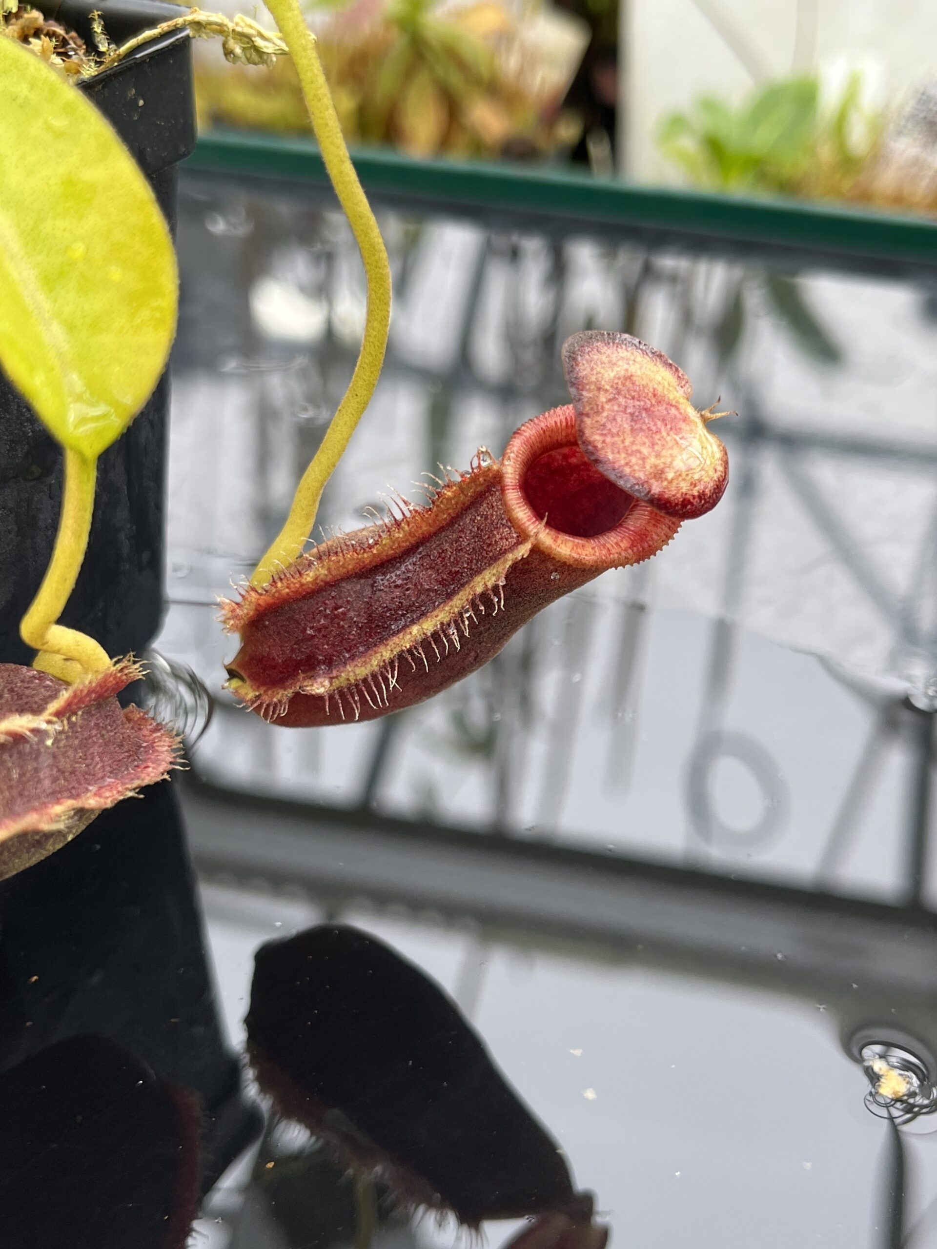 Close Up of Nepenthes spathulata x lowii | Borneo Exotics | BE-4517 | H25782
