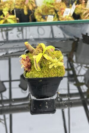 Close Up of Nepenthes spec. Sumatra {N. naga-bongso-carunculata complex, Sumatra, Indonesia} | Best Carnivorous Plants | BCP-2112 | H25934