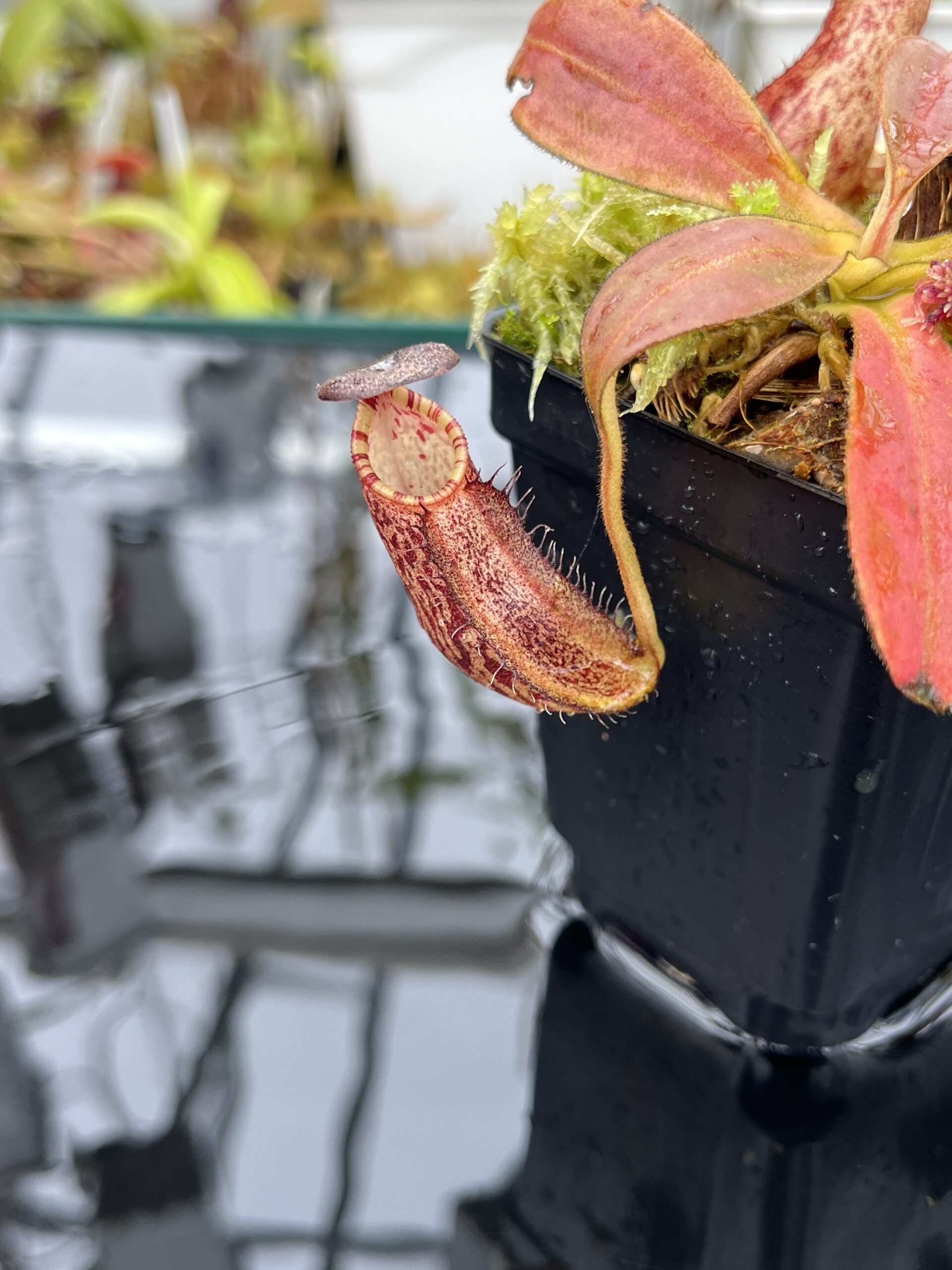 Close Up of Nepenthes spectabilis x ephippiata | Borneo Exotics | BE-4681 | H25785