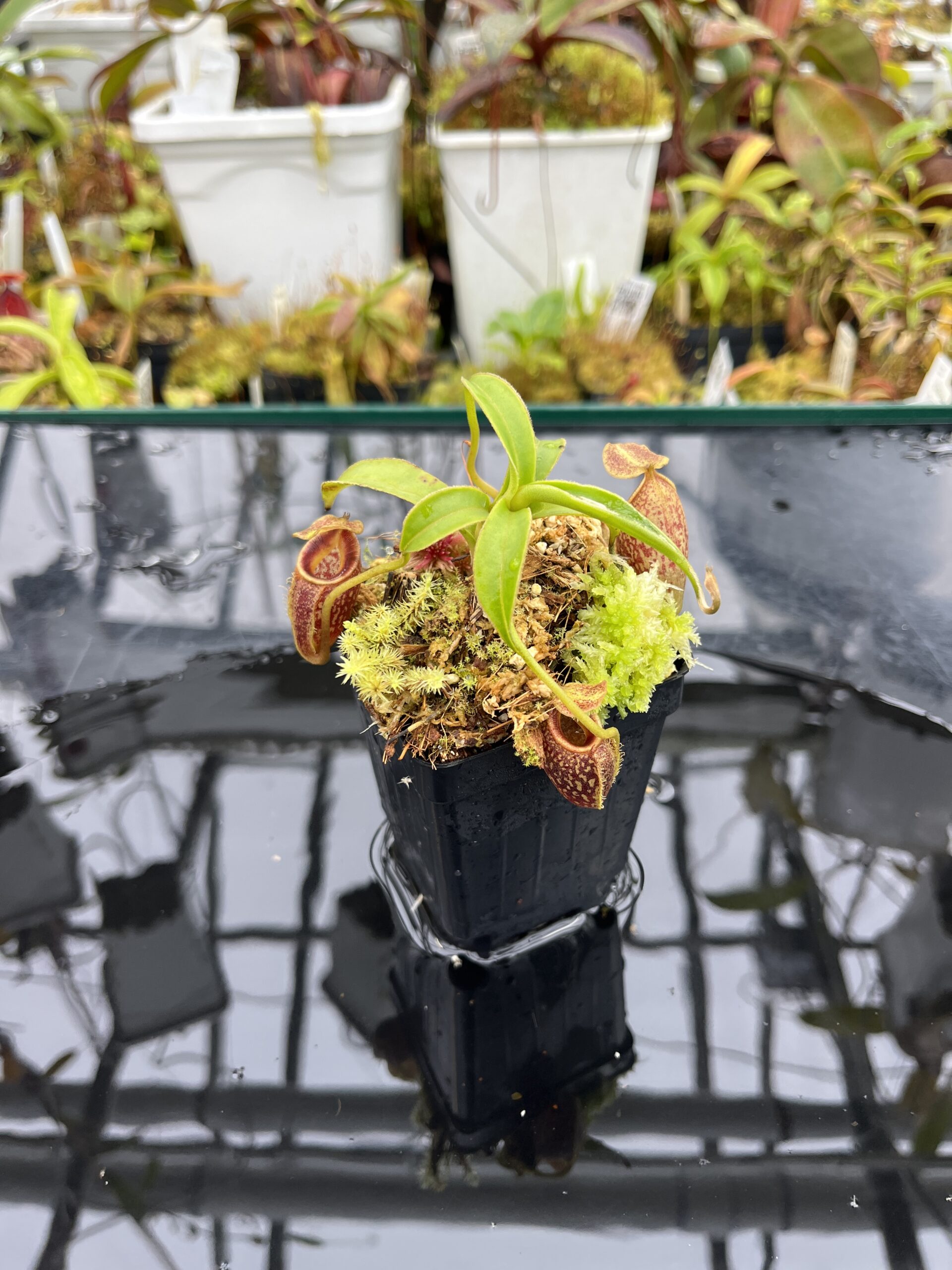 Close Up of Nepenthes talangensis | Borneo Exotics | BE-4075 | H25781