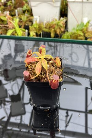 Close Up of Nepenthes talangensis x (lowii x tentaculata) | Borneo Exotics | BE-4573 | H25703