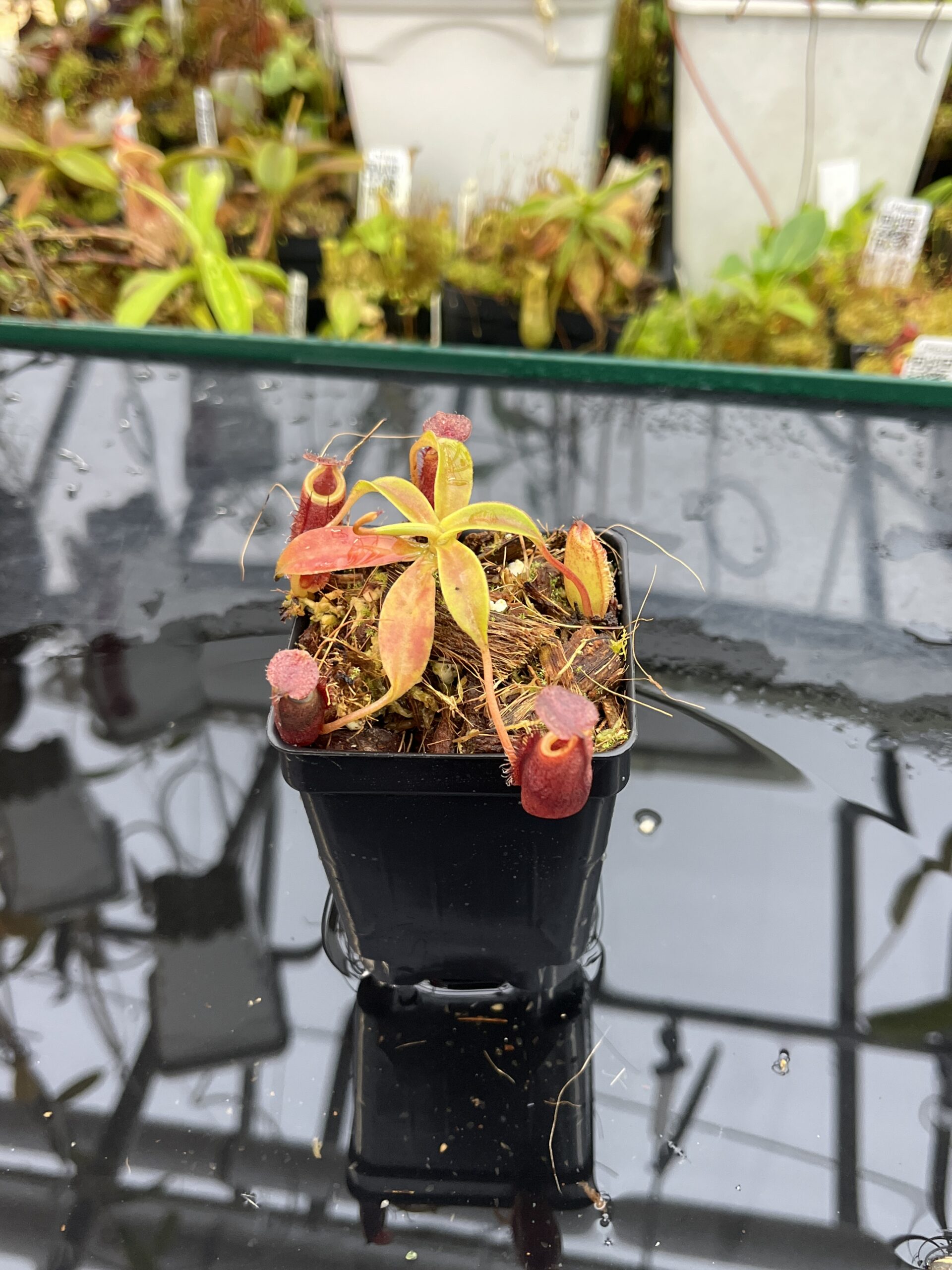 Close Up of Nepenthes talangensis x (lowii x tentaculata) | Borneo Exotics | BE-4573 | H25703