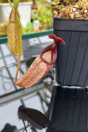 Close Up of Nepenthes talangensis x robcantleyi | Borneo Exotics | BE-3497 | IN25639