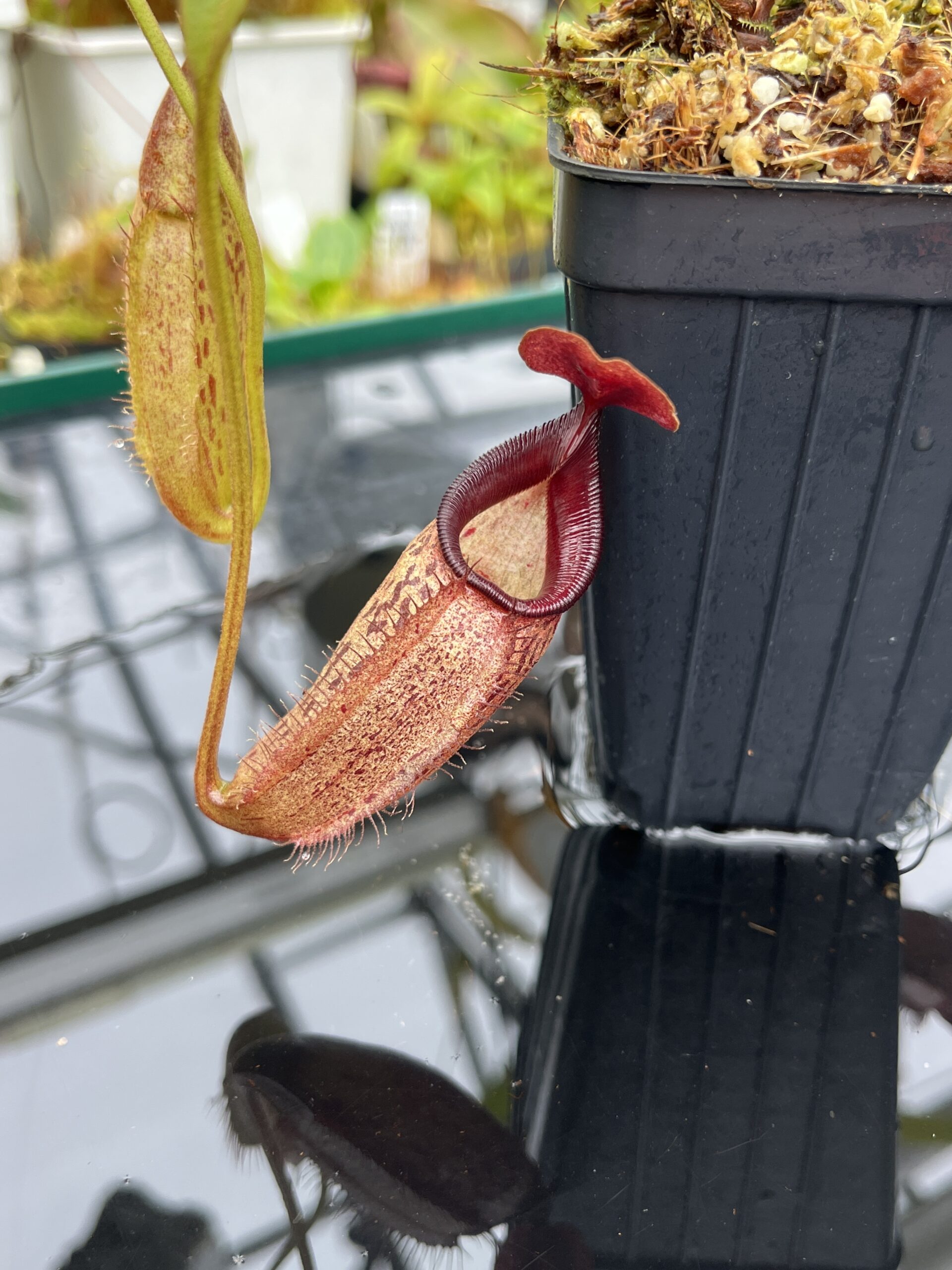 Close Up of Nepenthes talangensis x robcantleyi | Borneo Exotics | BE-3497 | IN25639