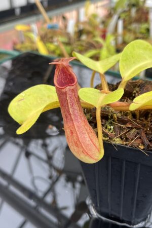 Close Up of Nepenthes truncata | Borneo Exotics | BE-3203 | L25760
