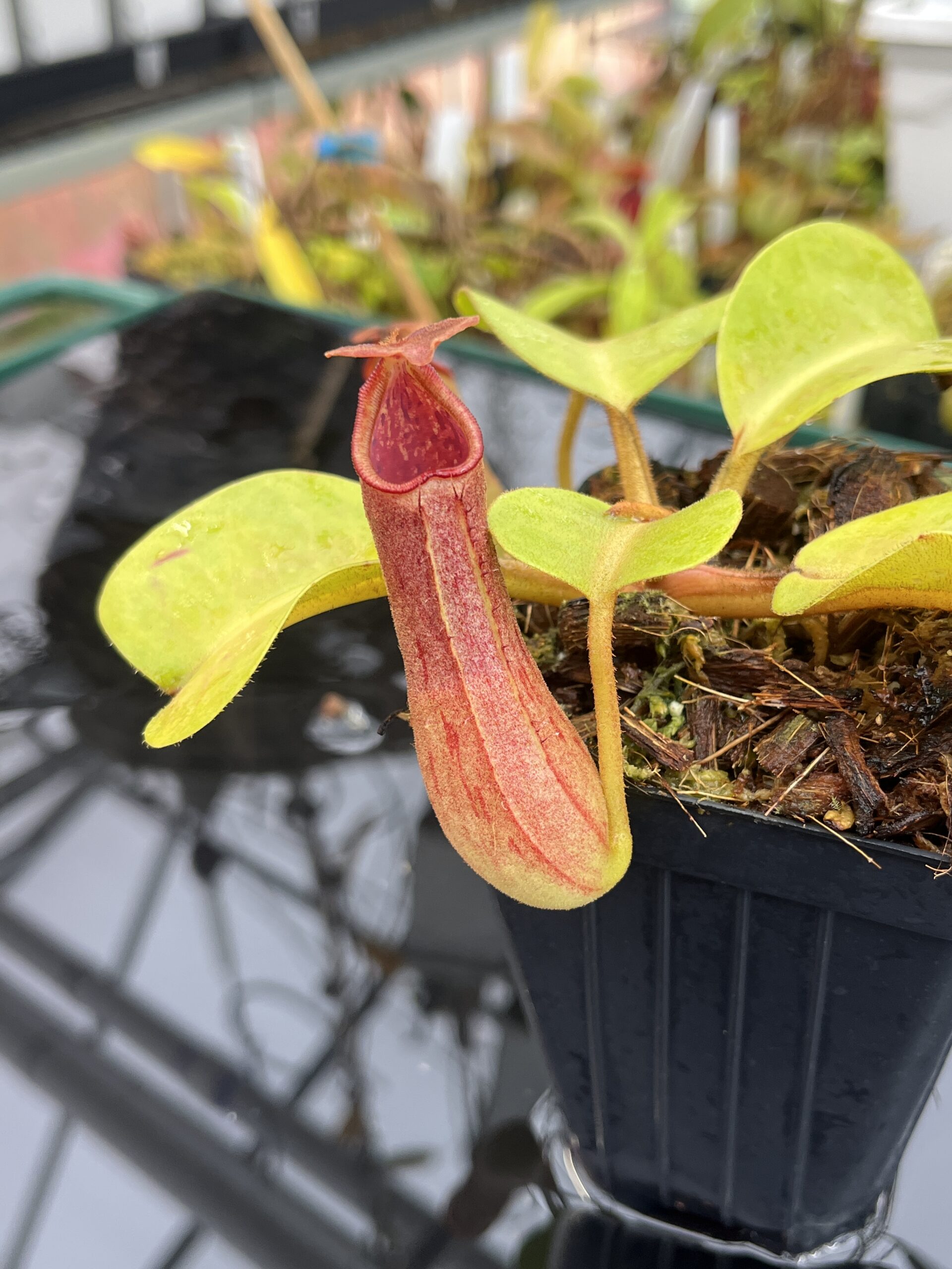 Close Up of Nepenthes truncata | Borneo Exotics | BE-3203 | L25760