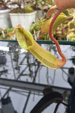 Close Up of Nepenthes truncata (Dinagat, Philippines) | Andreas Wistuba | AW-ISC | IN25847