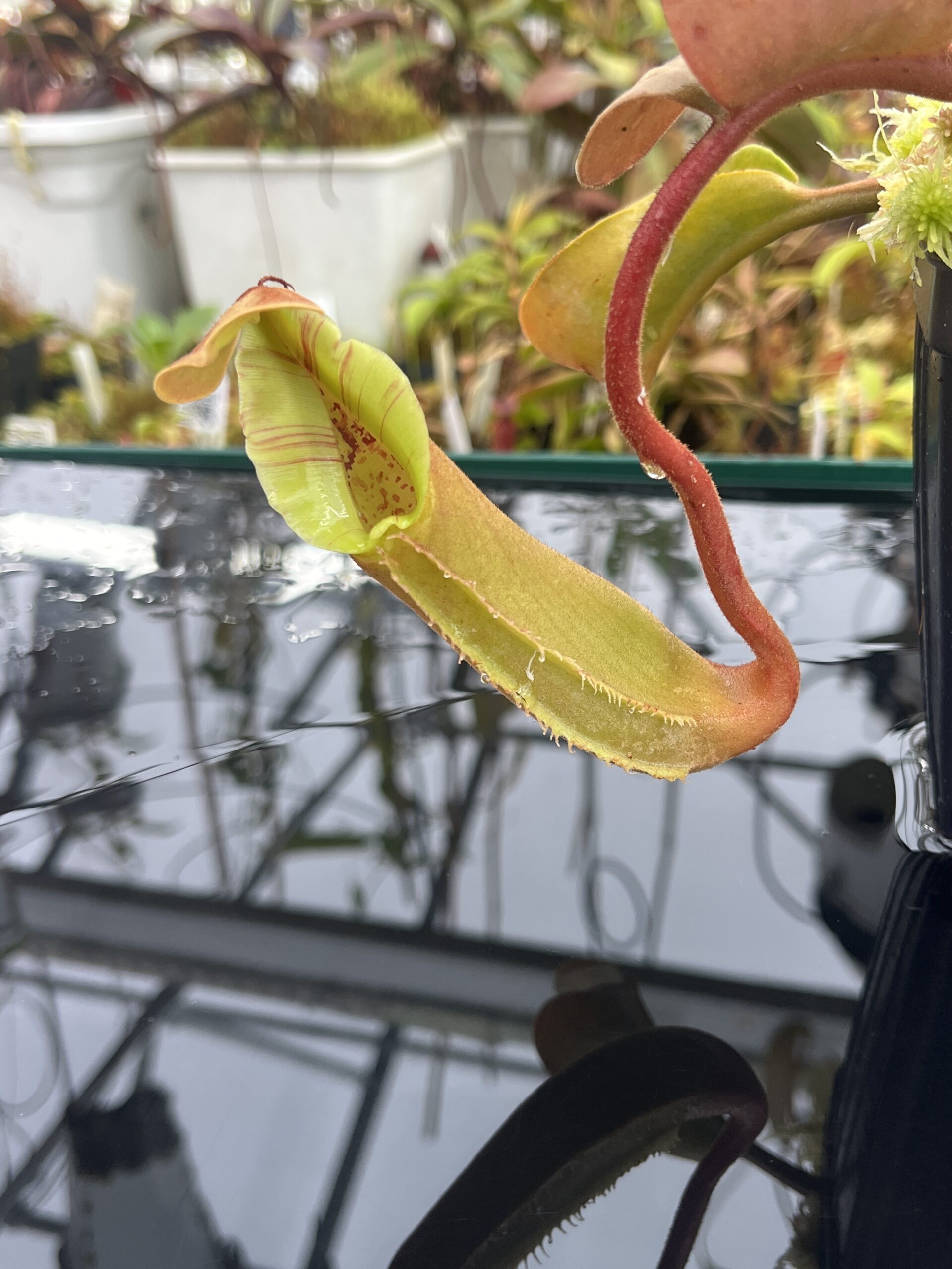Close Up of Nepenthes truncata (Dinagat, Philippines) | Andreas Wistuba | AW-ISC | IN25847
