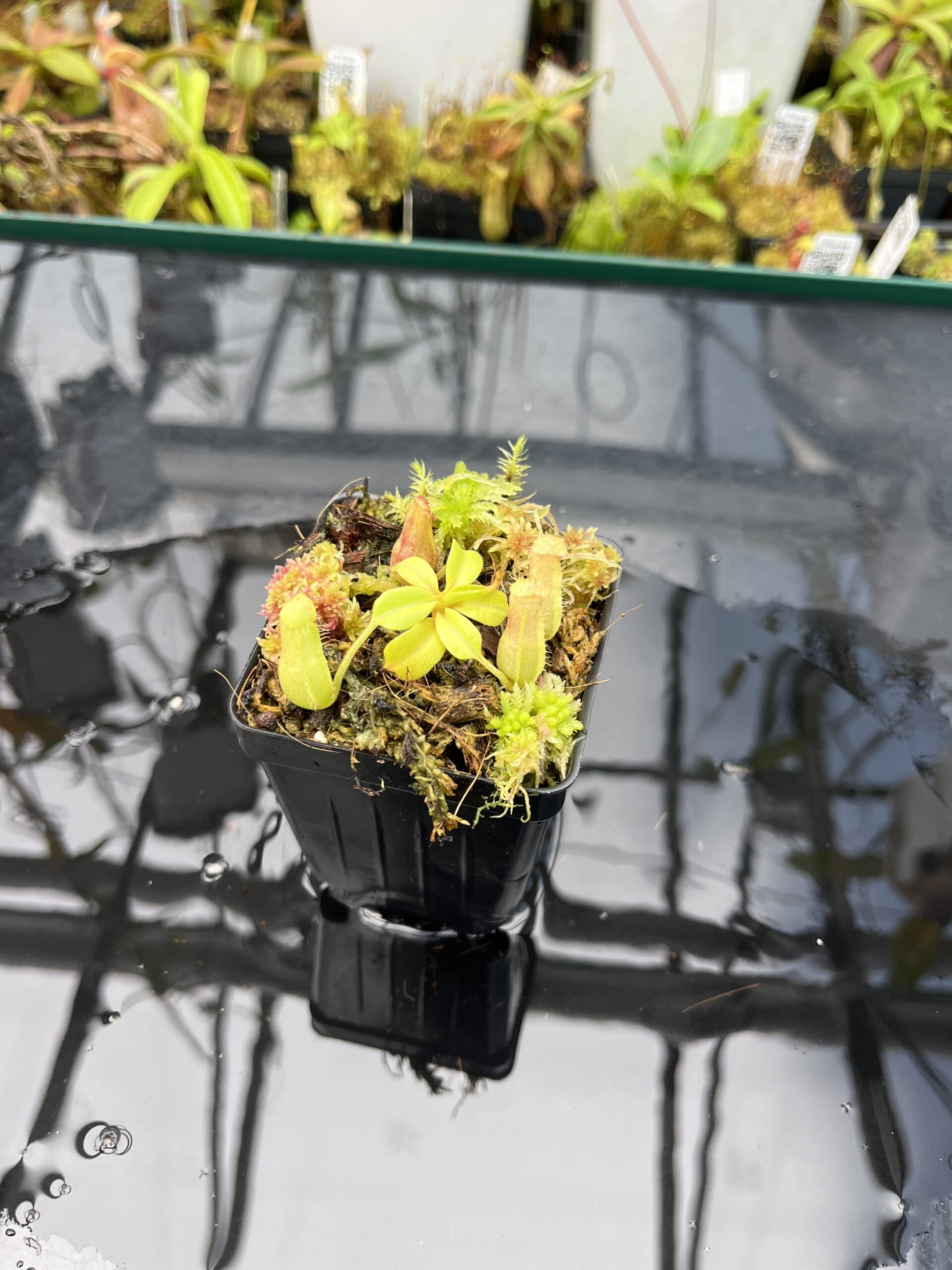 Close Up of Nepenthes truncata (G) x villosa | Jeremiah Harris | JH-452.01 | IN25662