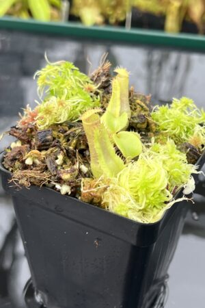 Close Up of Nepenthes truncata 'Giant' x truncata (c) | JH | Florae | Assorted Clones | Jeremiah Harris | JH-419 | IN25652