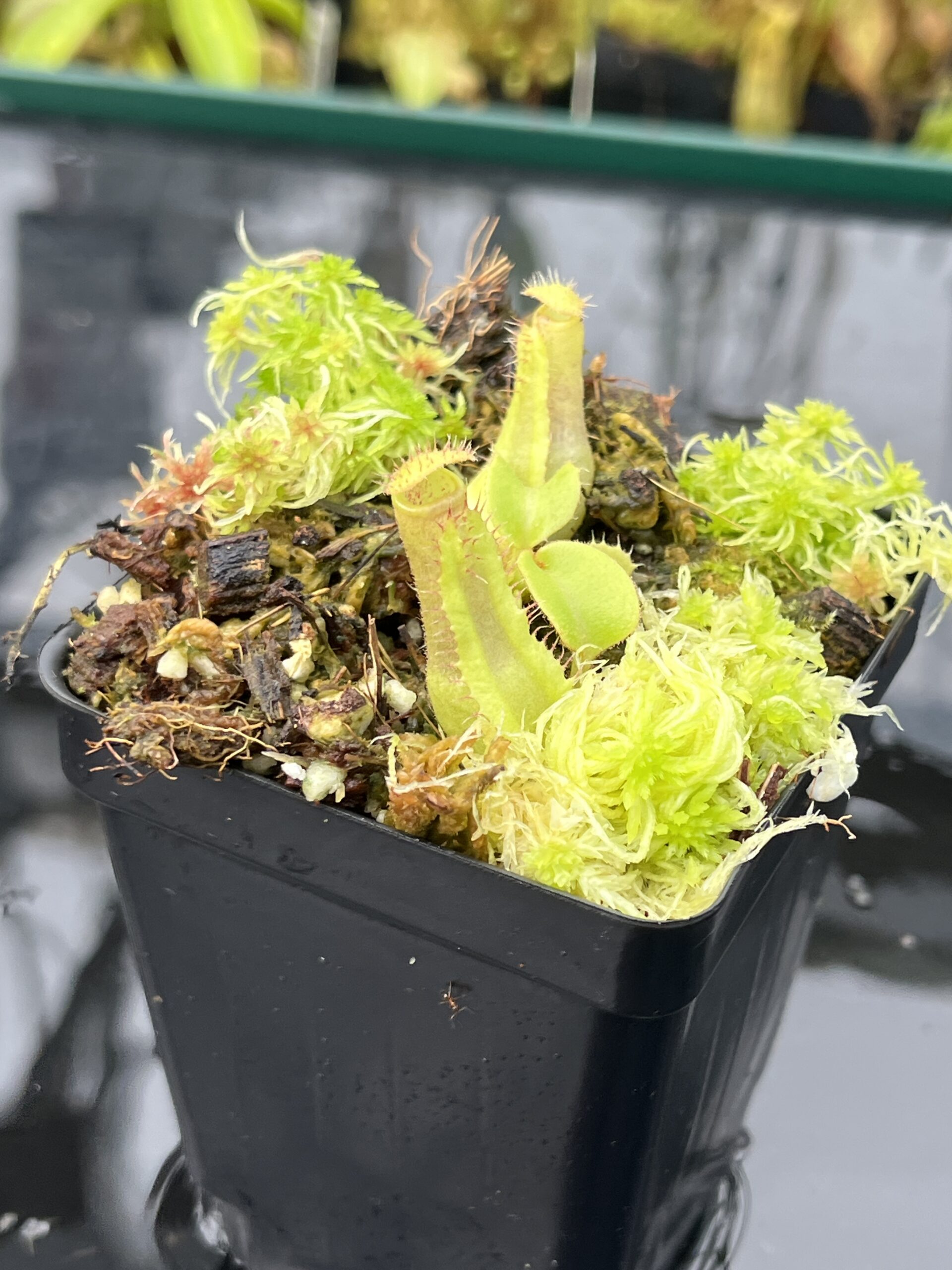 Close Up of Nepenthes truncata 'Giant' x truncata (c) | JH | Florae | Assorted Clones | Jeremiah Harris | JH-419 | IN25652
