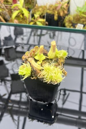 Close Up of Nepenthes truncata 'Giant' x truncata (c) | JH | Florae | Assorted Clones | Jeremiah Harris | JH-419 | IN25913