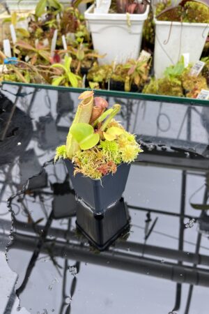 Close Up of Nepenthes truncata (Mindanao, Philippines) | Andreas Wistuba | AW-RSC | IN25810