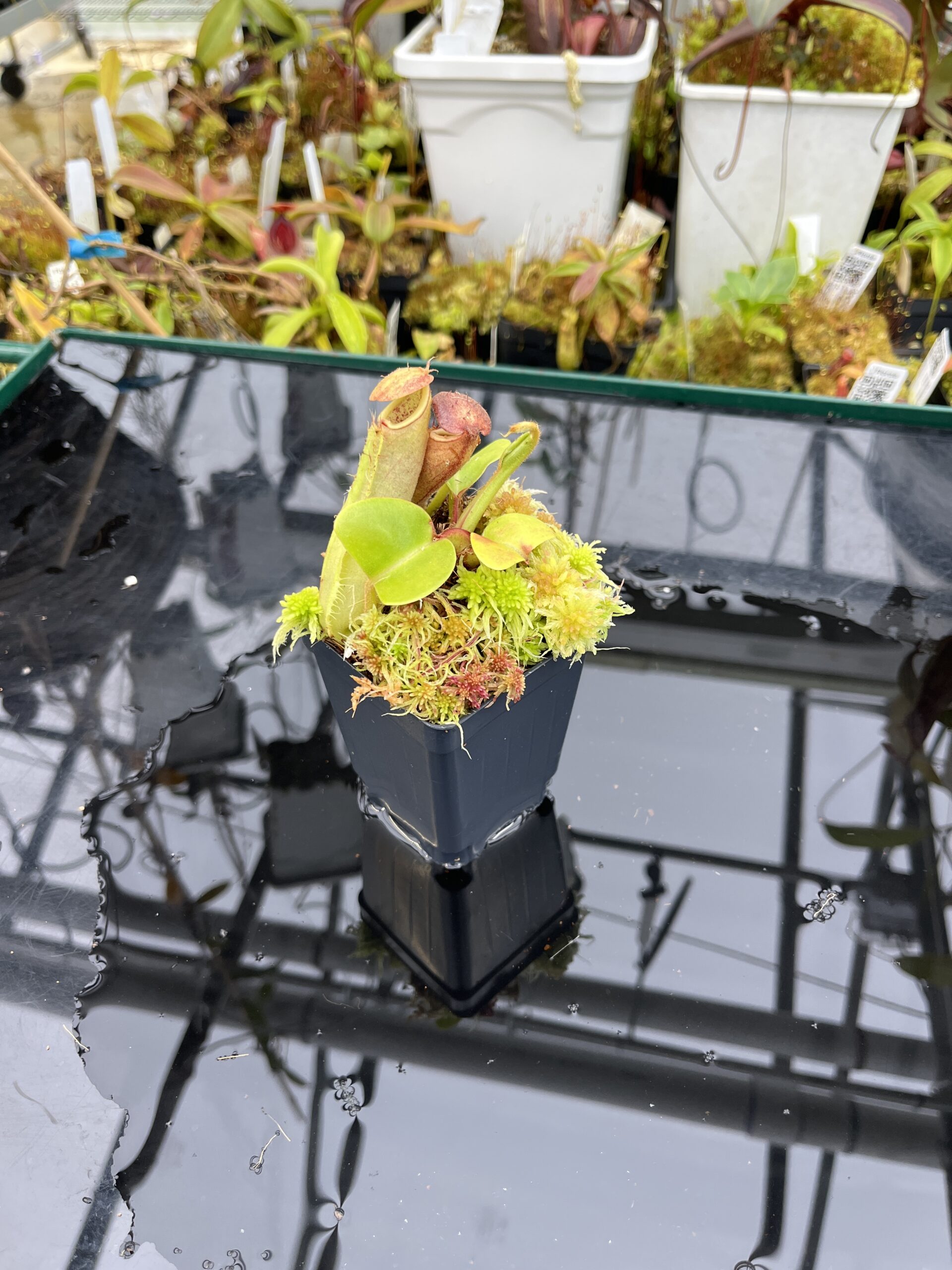 Close Up of Nepenthes truncata (Mindanao, Philippines) | Andreas Wistuba | AW-RSC | IN25810