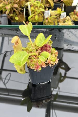 Close Up of Nepenthes truncata (Mindanao, Philippines) | Andreas Wistuba | AW-RSC | IN25852