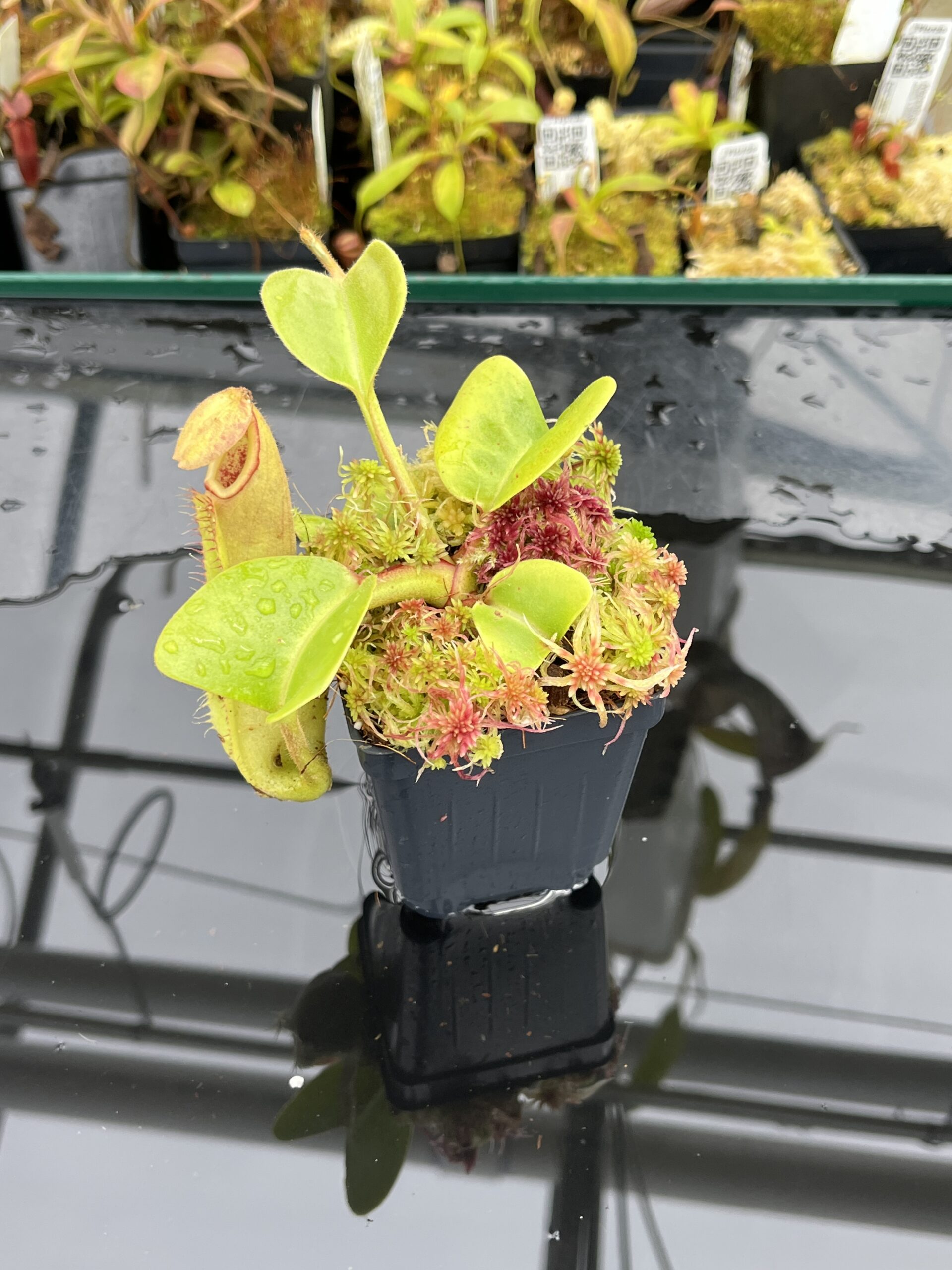 Close Up of Nepenthes truncata (Mindanao, Philippines) | Andreas Wistuba | AW-RSC | IN25852