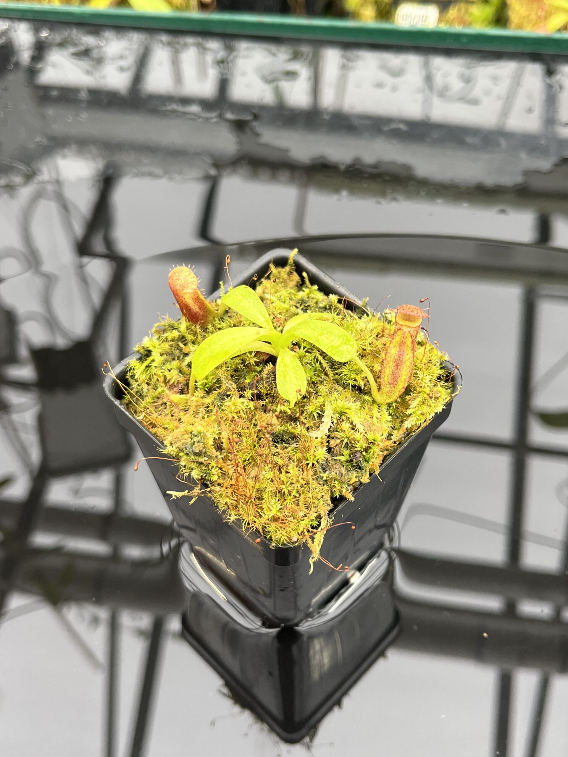 Close Up of Nepenthes (truncata x ephippiata) x villosa | Clone 13 | Jeremiah Harris | JH-352.13 | IN25763