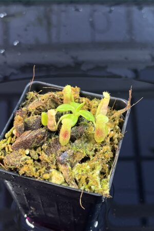 Close Up of Nepenthes (truncata x ephippiata) x villosa | JH | Florae | Jeremiah Harris | JH-352.01 | IN25732