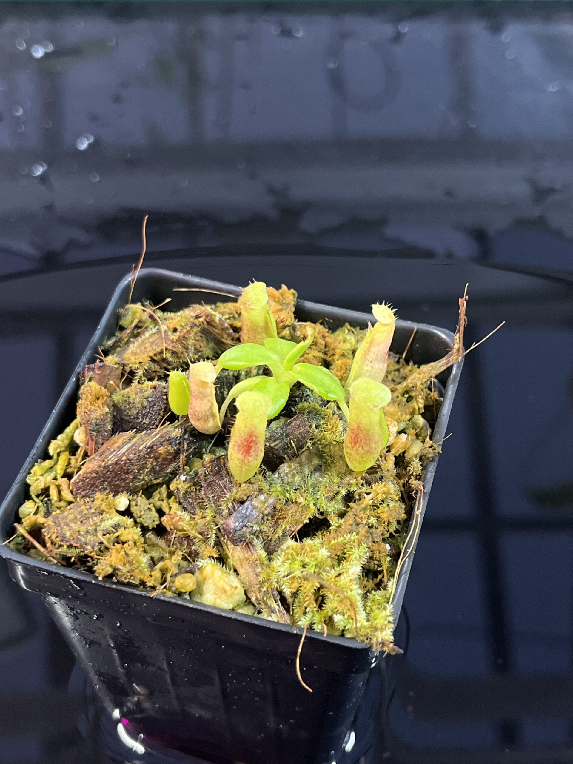 Close Up of Nepenthes (truncata x ephippiata) x villosa | JH | Florae | Jeremiah Harris | JH-352.01 | IN25732