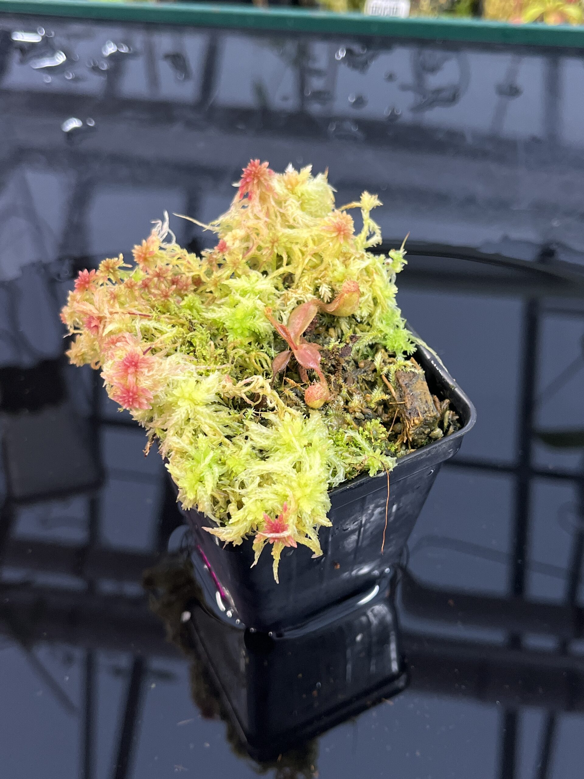 Close Up of Nepenthes truncata x mollis | JH | Florae | Jeremiah Harris | JH-530 | IN25775