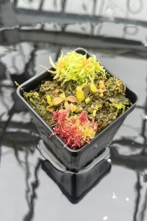 Close Up of Nepenthes truncata x mollis | JH | Florae | Jeremiah Harris | JH-530 | IN25915