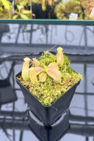 Close Up of Nepenthes {truncata x (truncata x {maxima x [(stenophylla x lowii) x (Rokko x veitchii)]}} x boschiana x (truncata x clipeata) | Florae Collaborative | FC-478.00 | IN25922