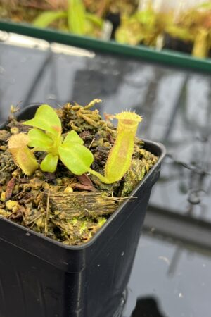 Close Up of Nepenthes truncata x villosa | JH | Clone 6 | Jeremiah Harris | JH-355.06 | IN25675