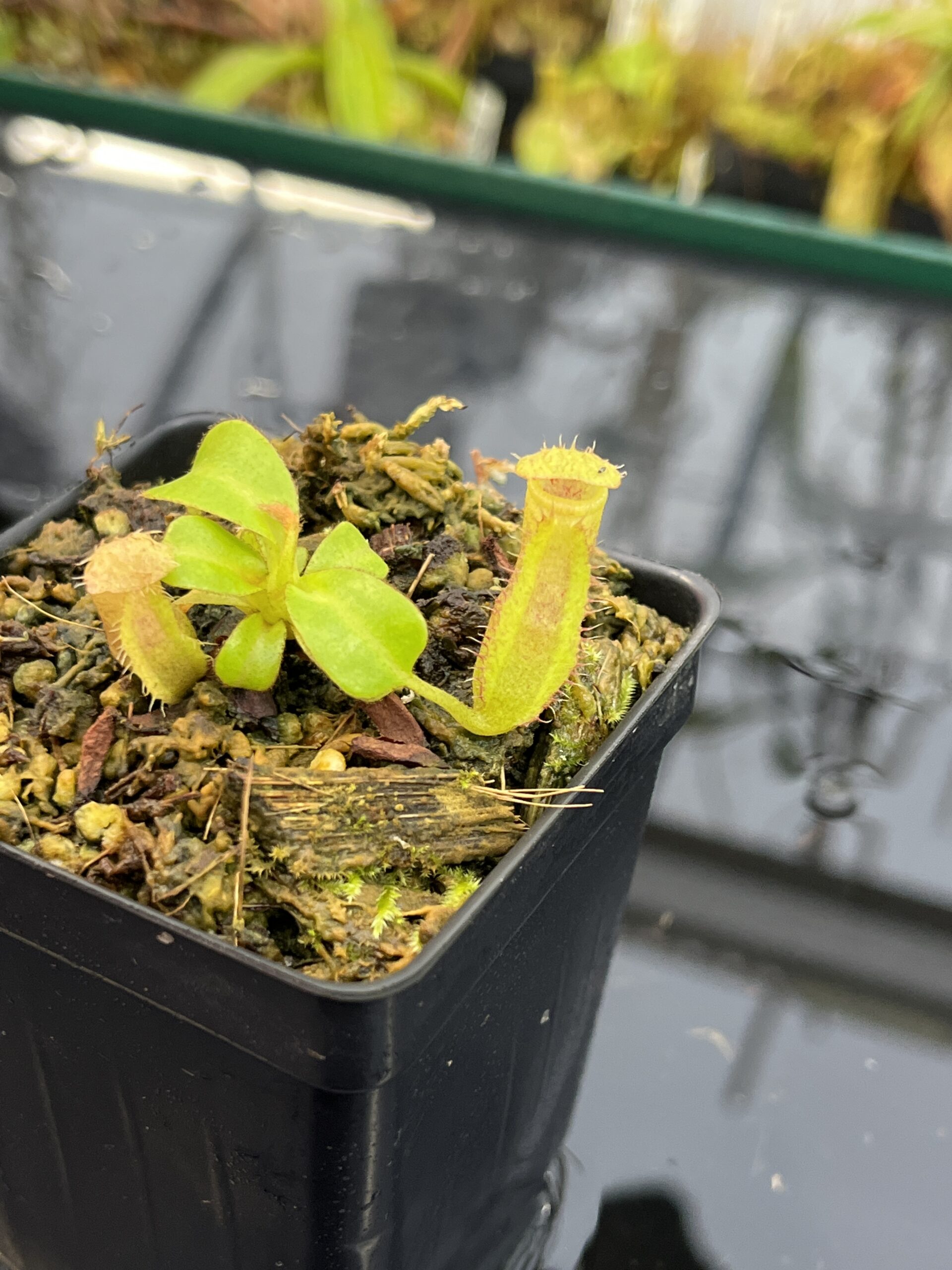 Close Up of Nepenthes truncata x villosa | JH | Clone 6 | Jeremiah Harris | JH-355.06 | IN25675