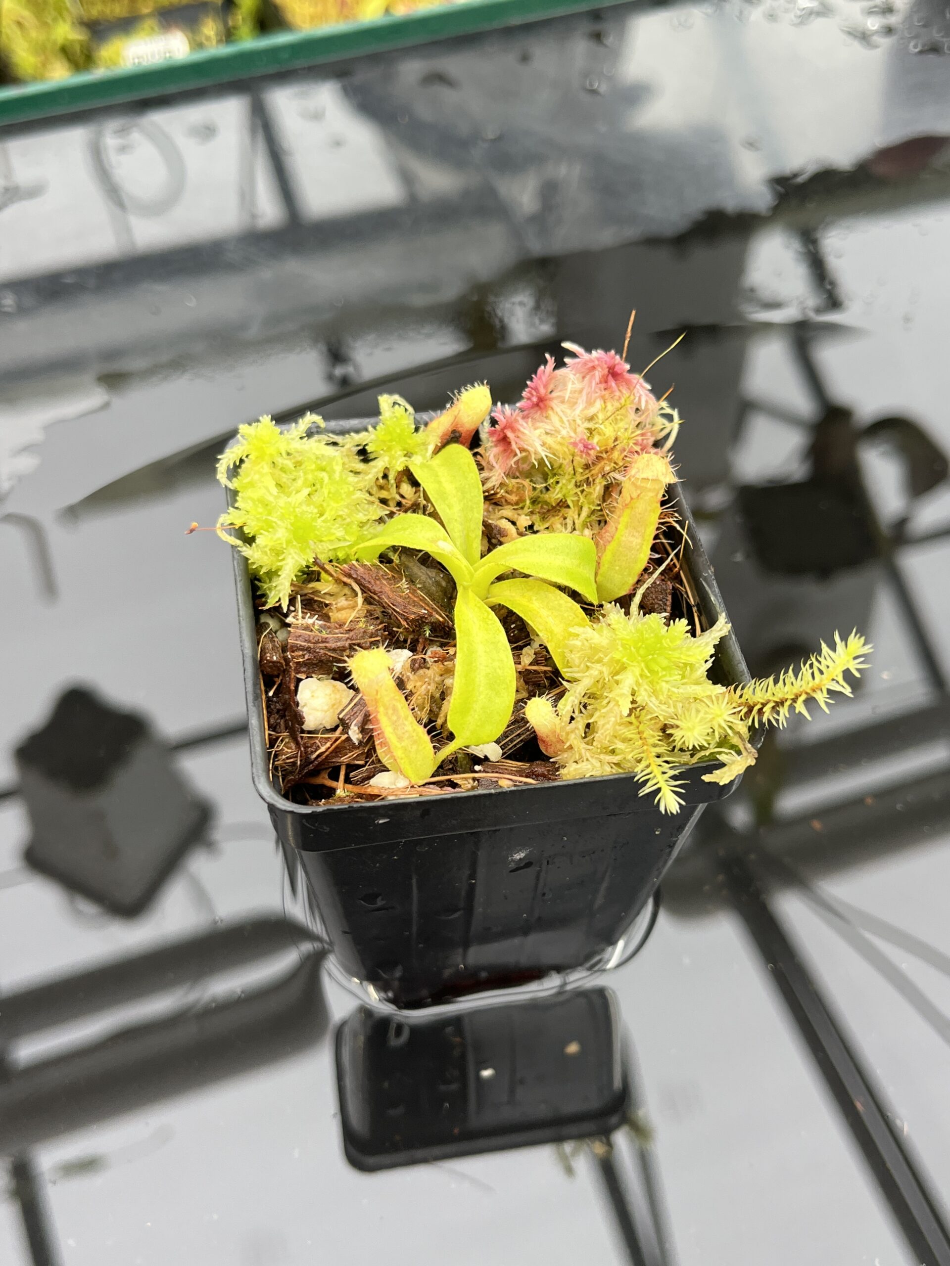Close Up of Nepenthes truncata x villosa | Jeremiah Harris | Assorted Clones | Florae Collaborative | FC-355 | IN25768
