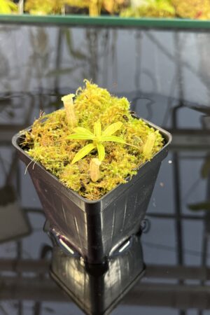 Close Up of Nepenthes ulukaliana Genting HL | EL | Florae | Assorted Clones | Florae Collaborative | FC-369 | IN25726