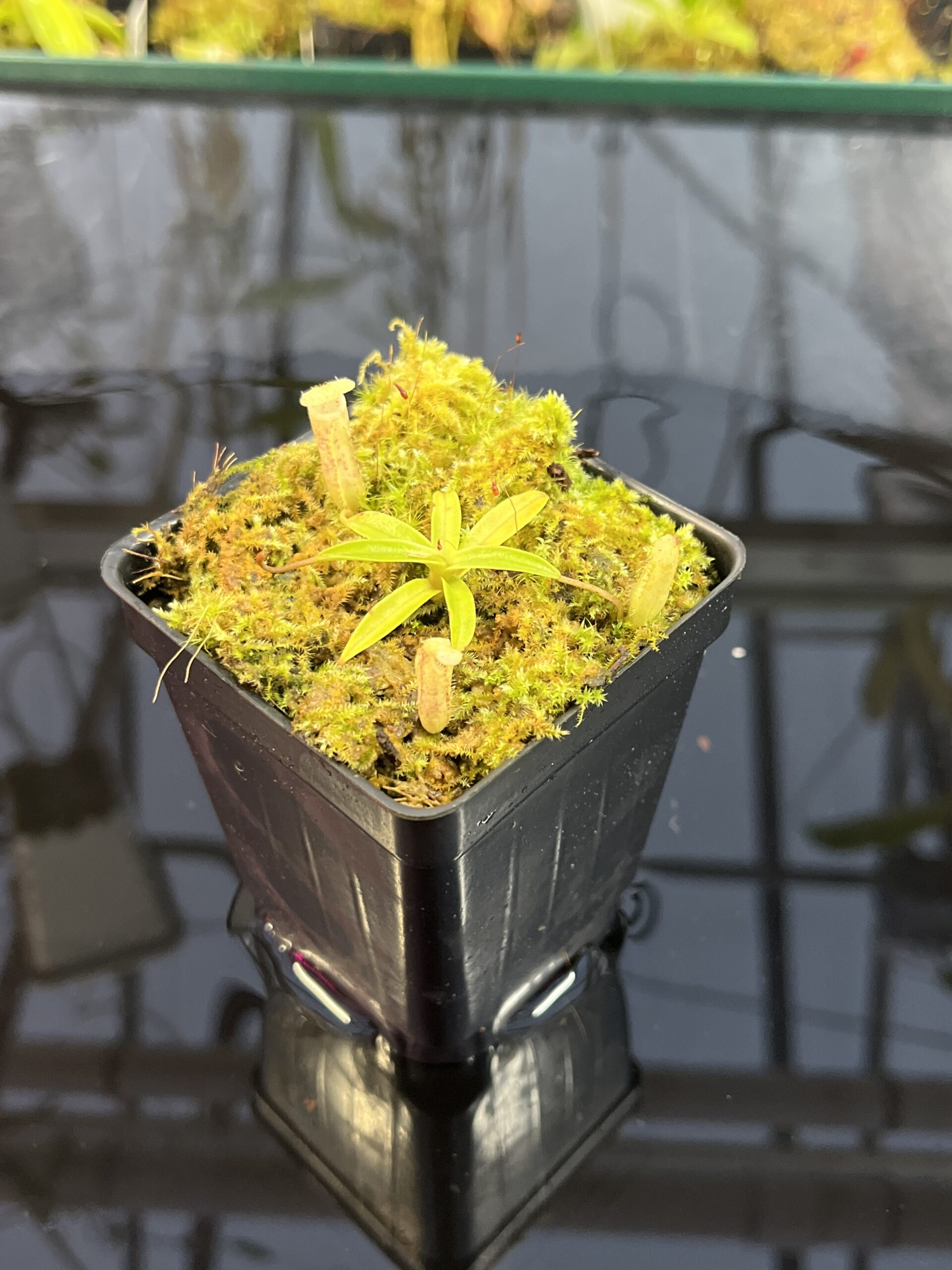 Close Up of Nepenthes ulukaliana Genting HL | EL | Florae | Assorted Clones | Florae Collaborative | FC-369 | IN25726