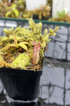 Close Up of Nepenthes ulukaliana x ramispina {Gunung Brinchang, West Malaysia} | Best Carnivorous Plants | BCP-191 | H25935