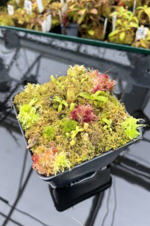 Close Up of Nepenthes undulatifolia | Florae Collaborative | FC-203.IC | H25868