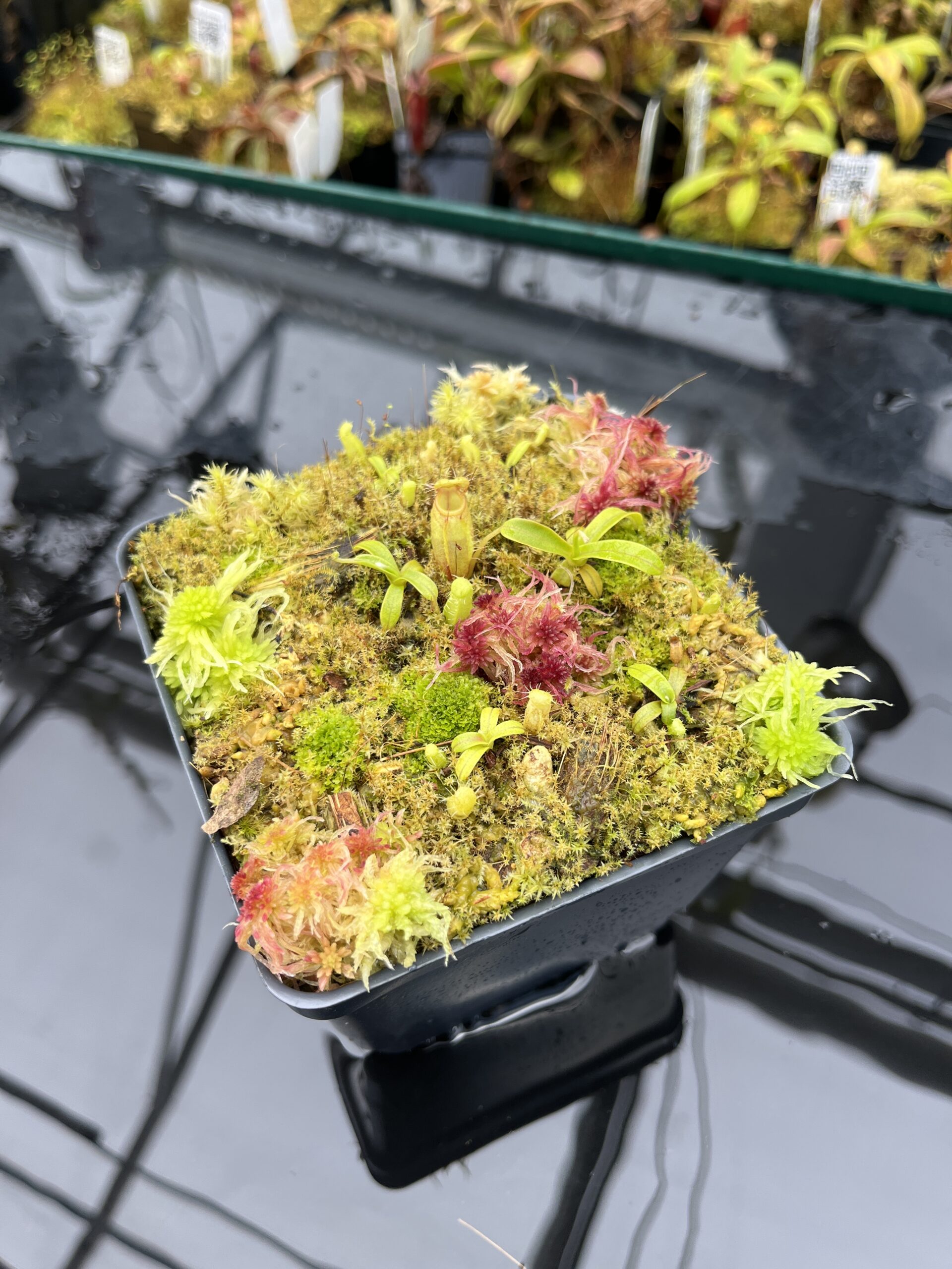 Close Up of Nepenthes undulatifolia | Florae Collaborative | FC-203.IC | H25868