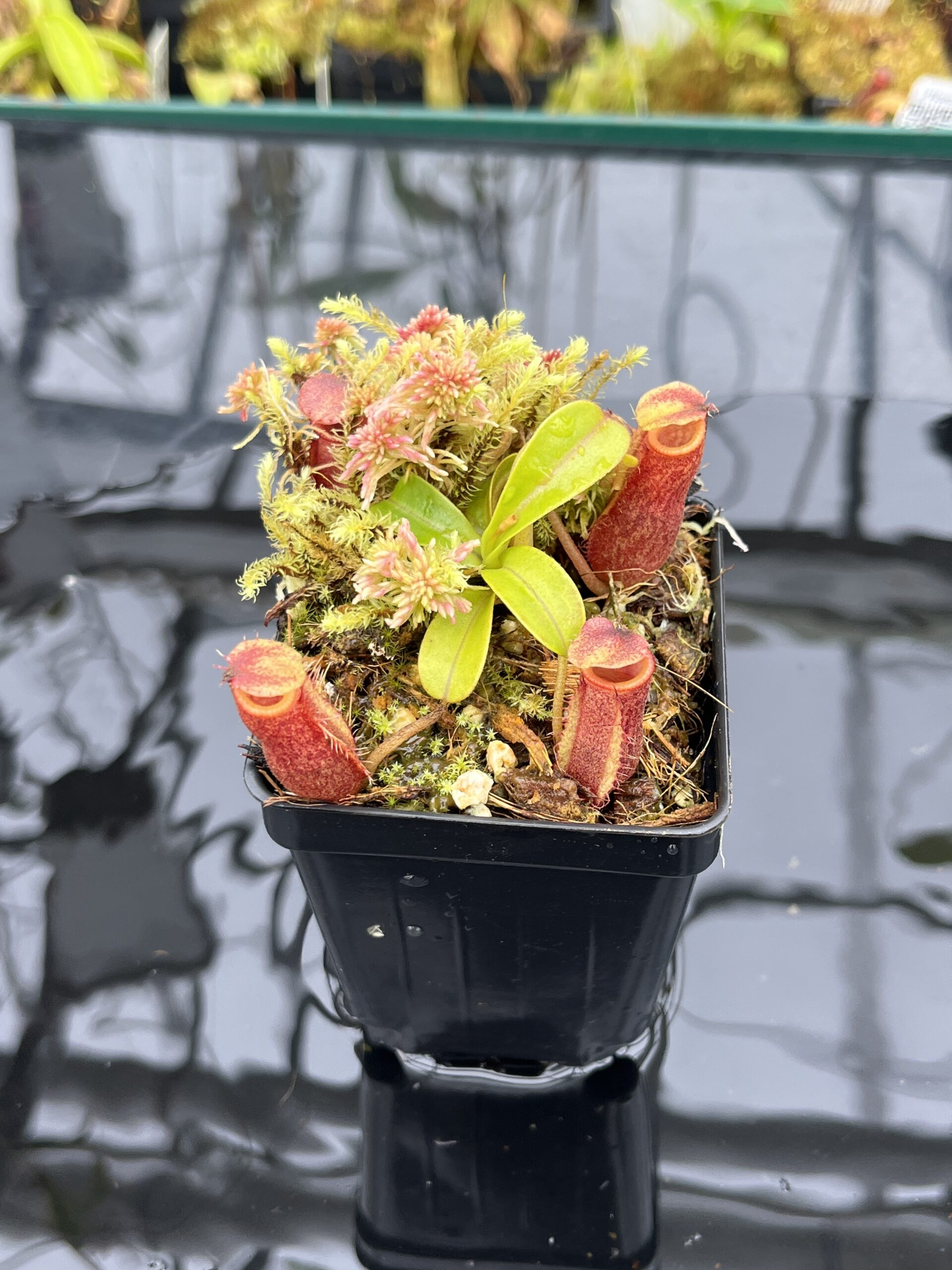 Close Up of Nepenthes undulatifolia x diabolica | Andreas Wistuba | AW-ISC | H25791